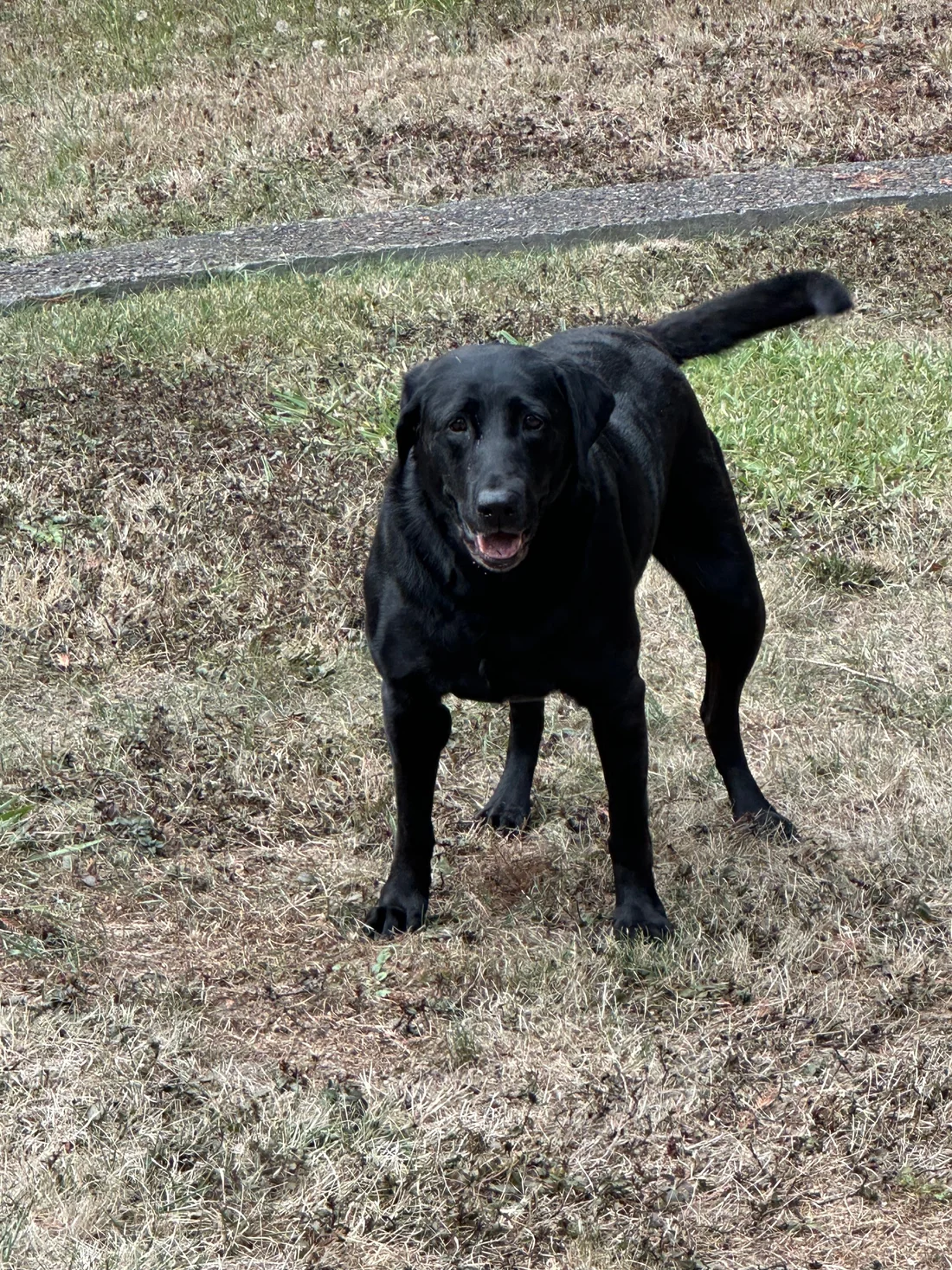 Found Dog
