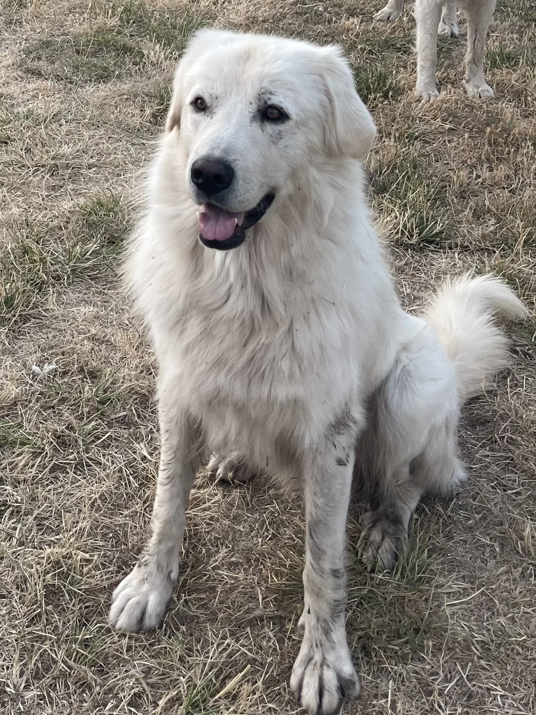 Lost Dog