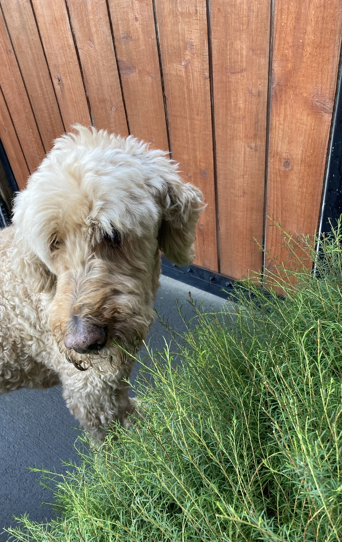 Found Dog