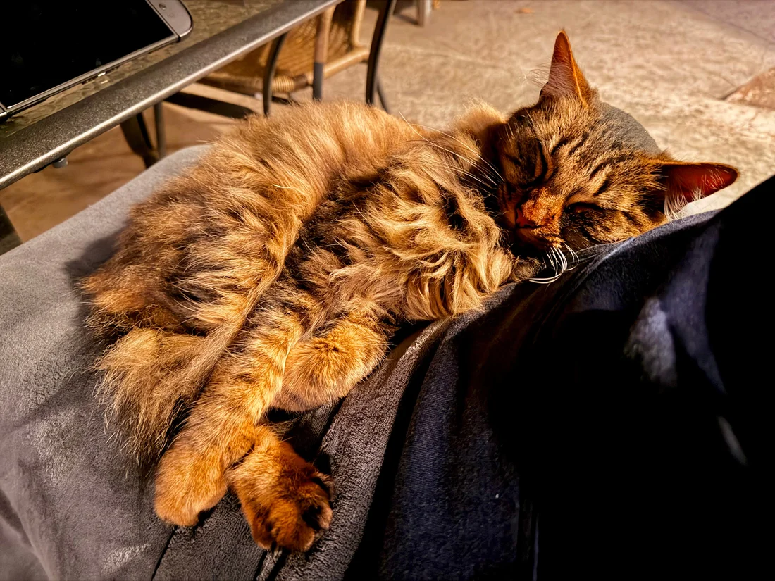 Found Cat
