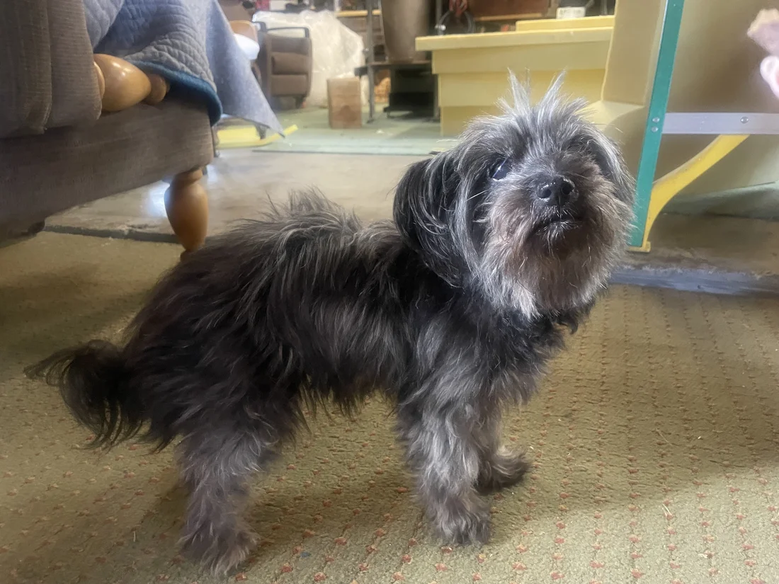 Found Dog