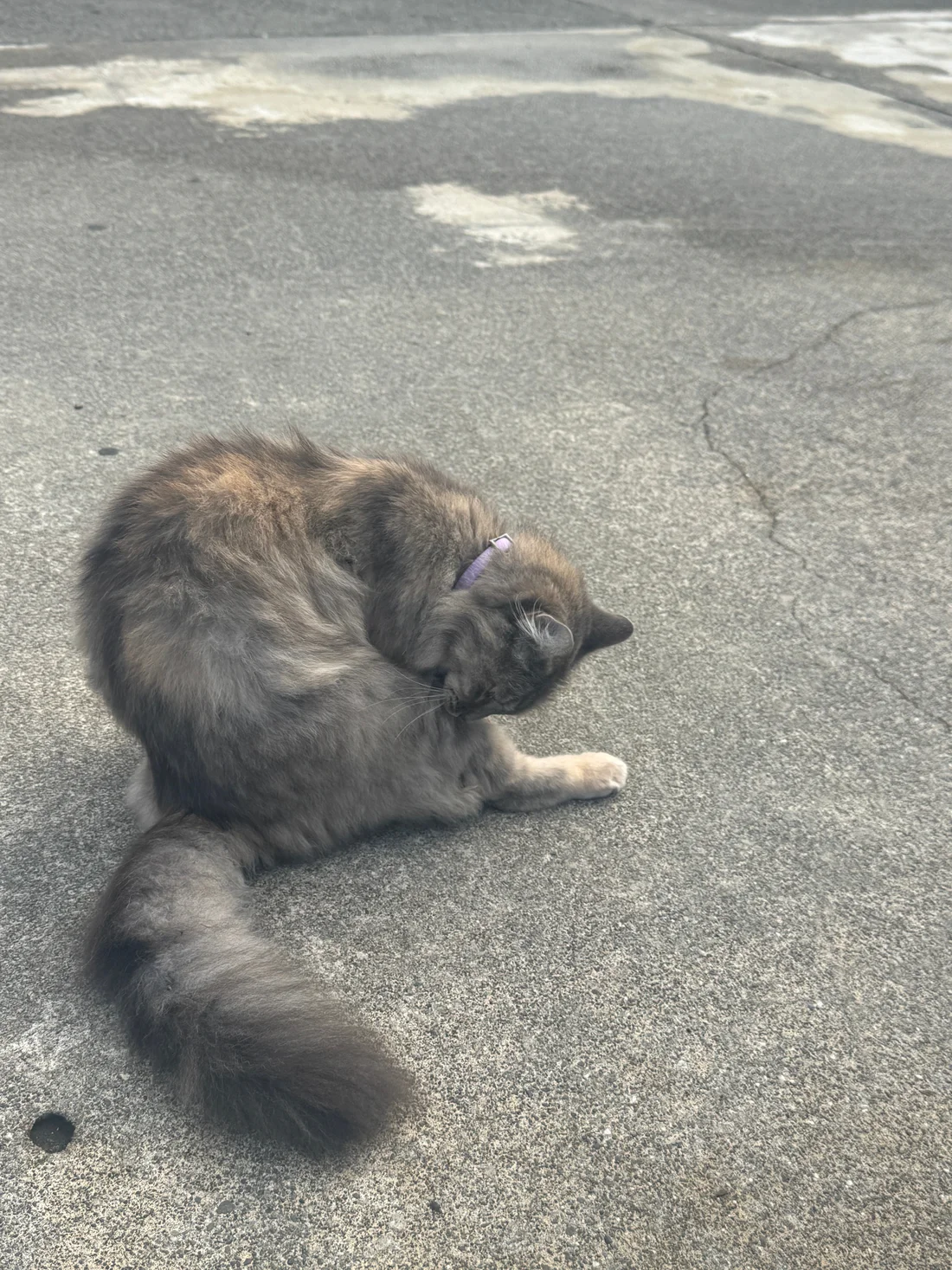 Found Cat