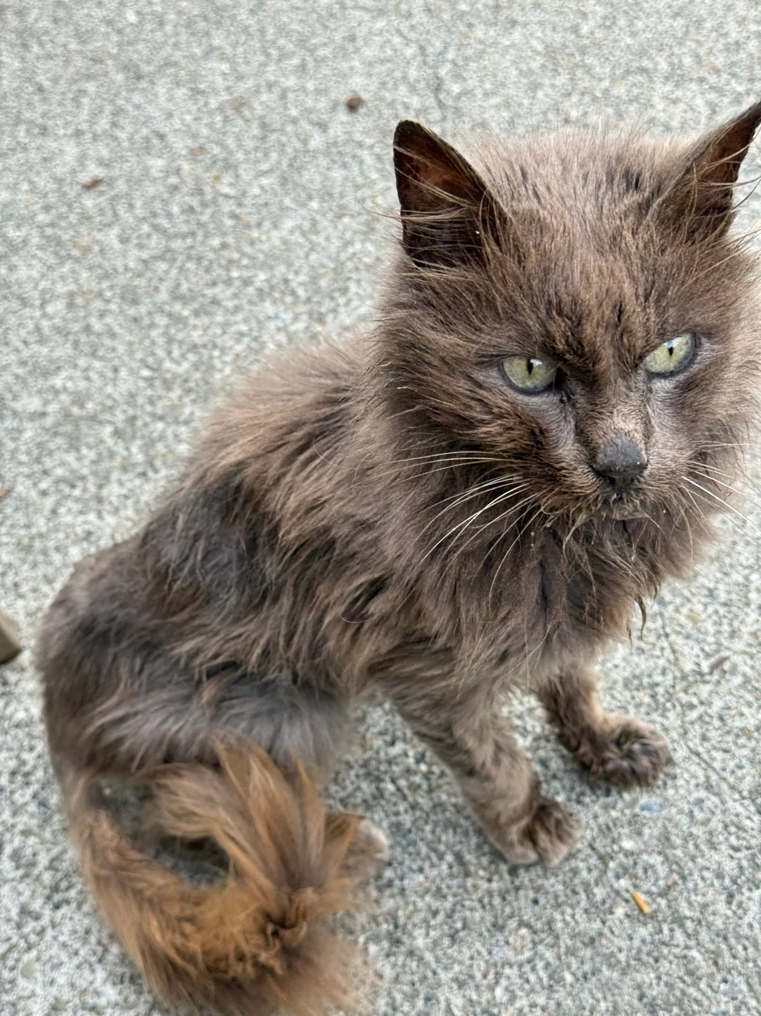 Reunited Cat