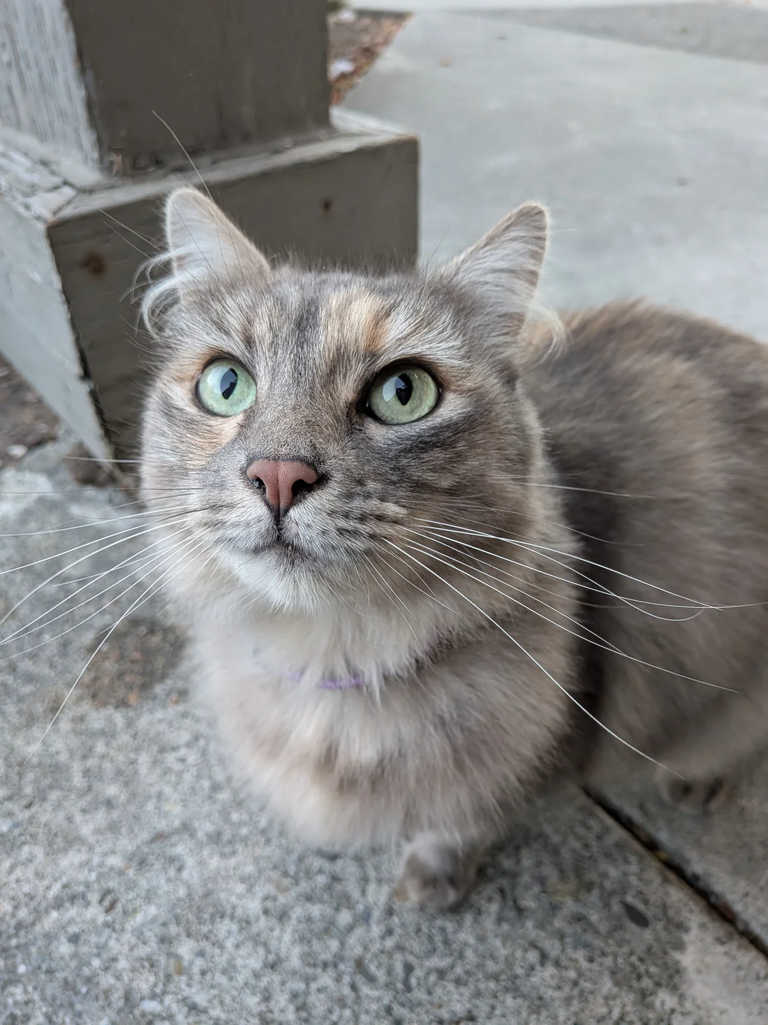 Found Cat