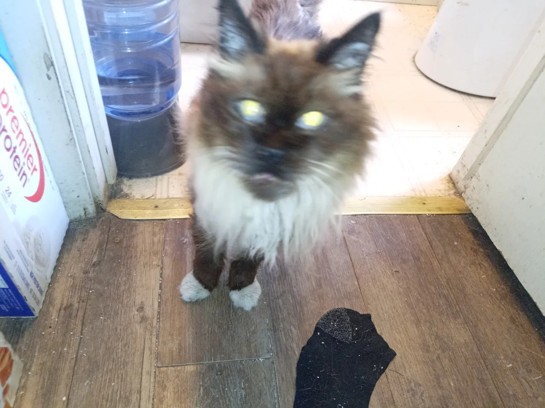 Reunited Cat