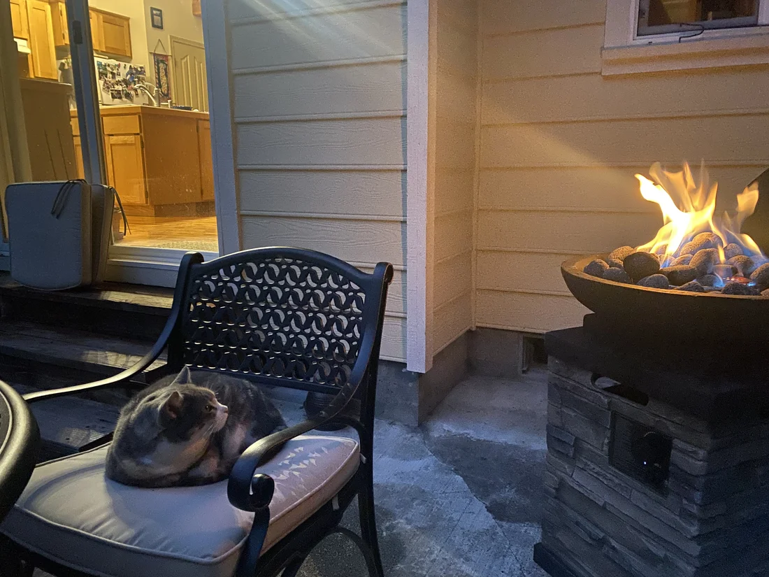 Lost Cat