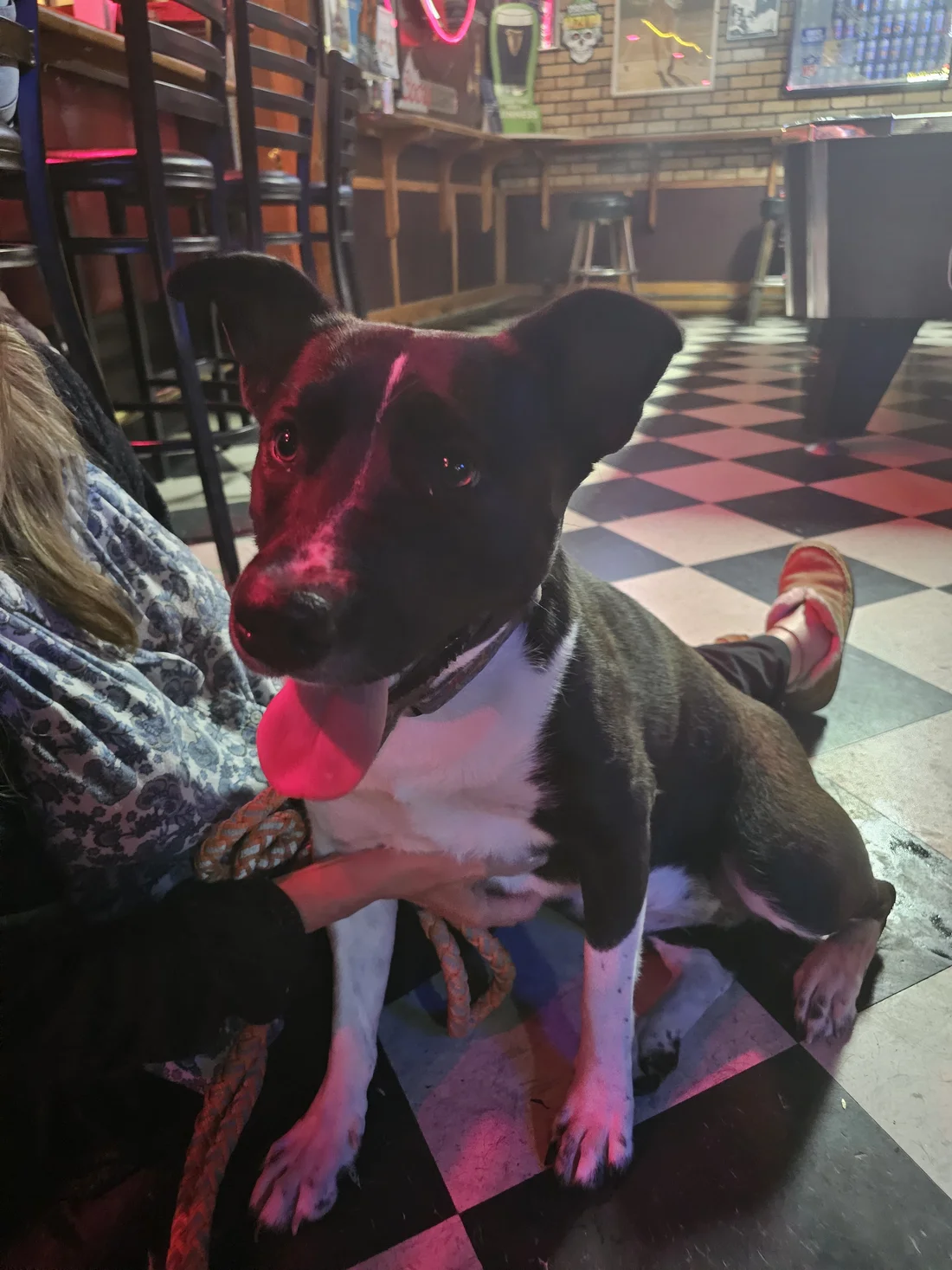 Found Dog