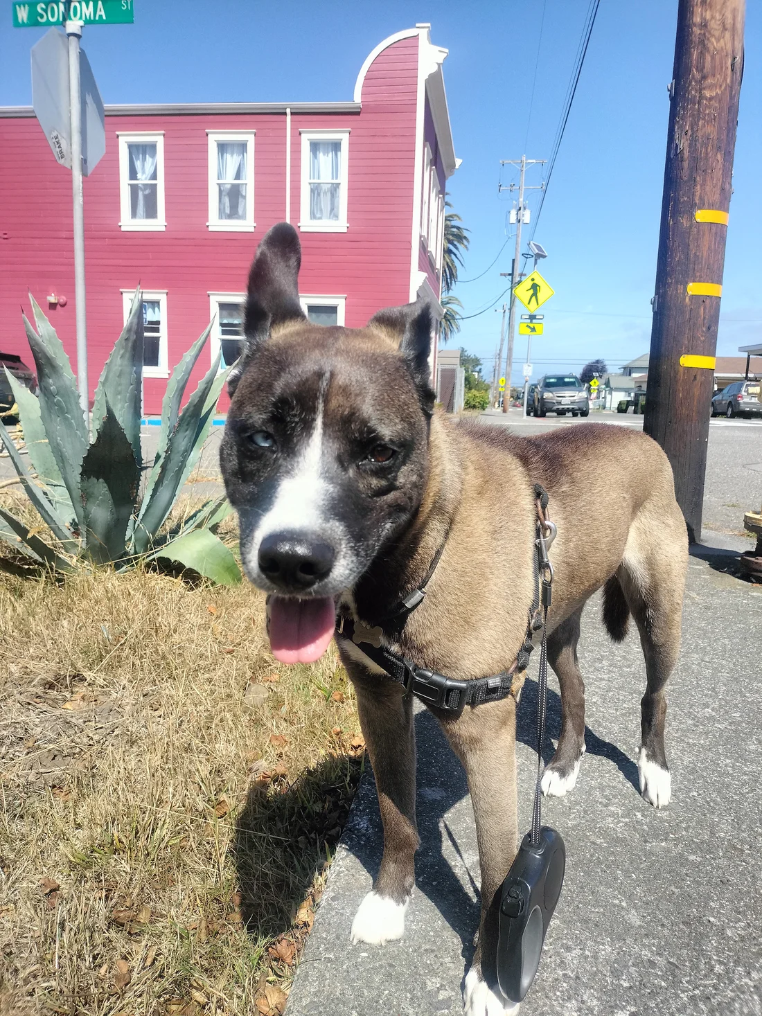 Lost Dog
