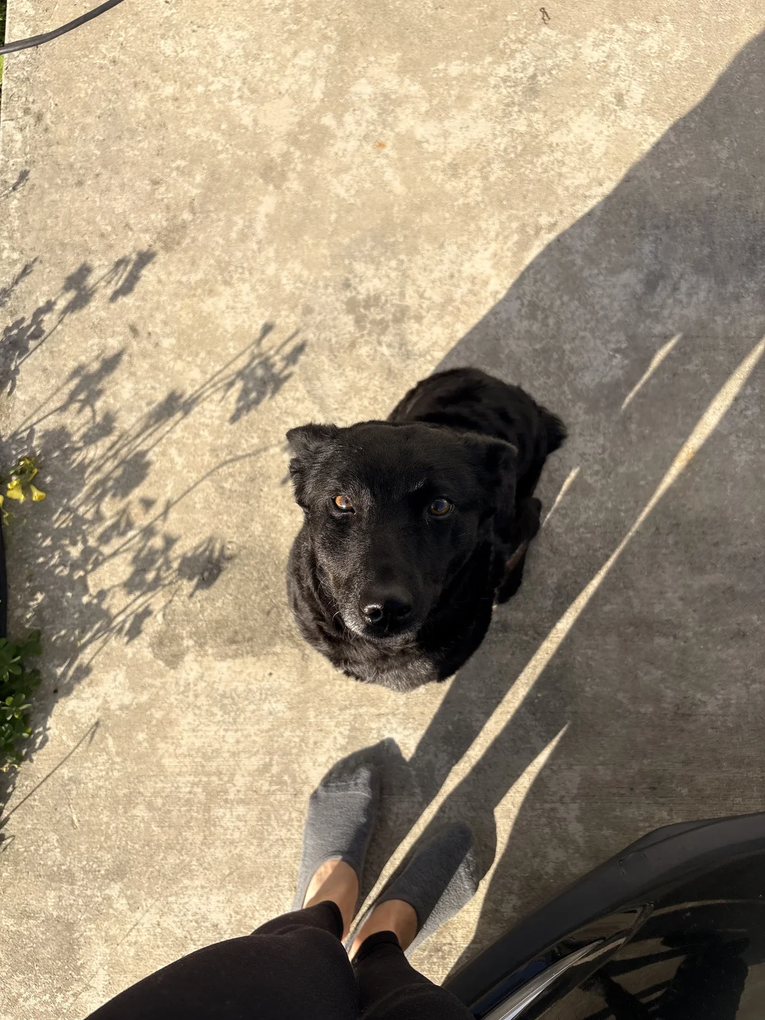 Lost Dog
