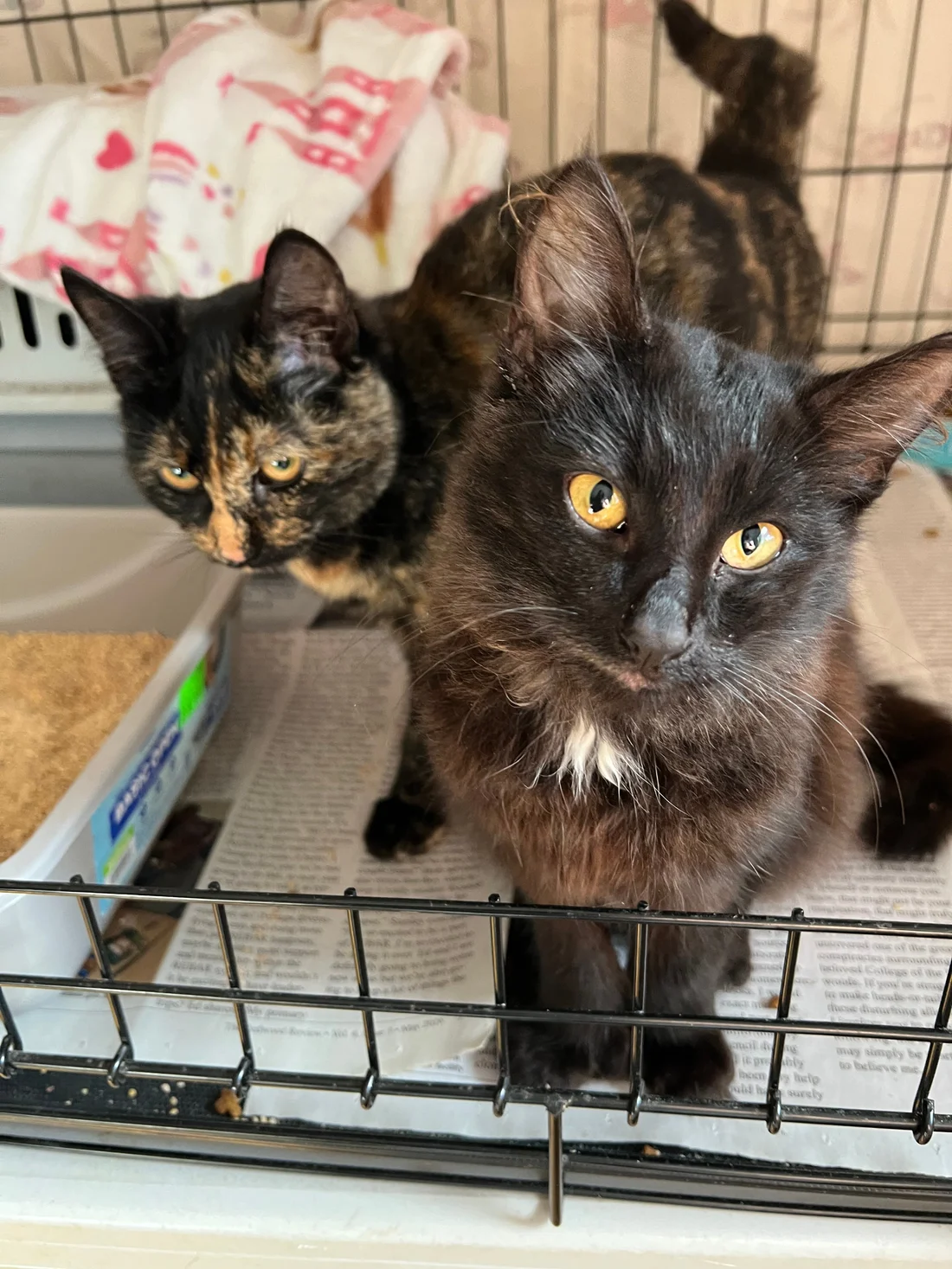 Found Cat