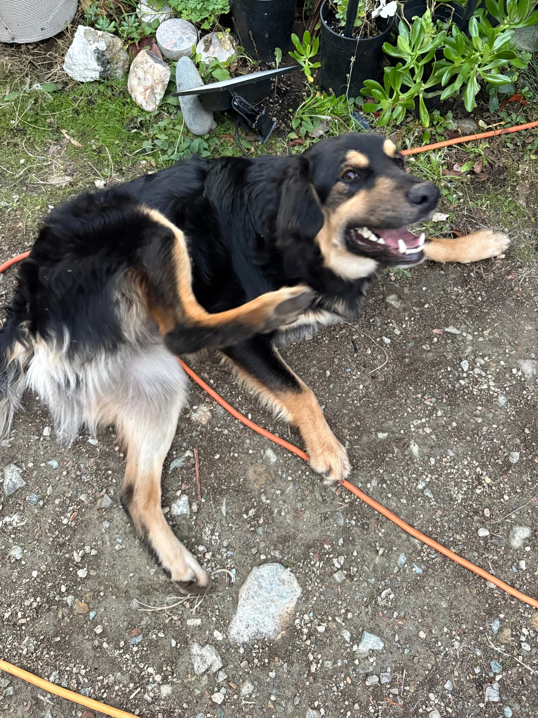 Found Dog