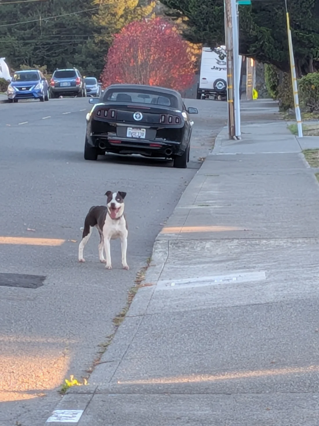 Found Dog