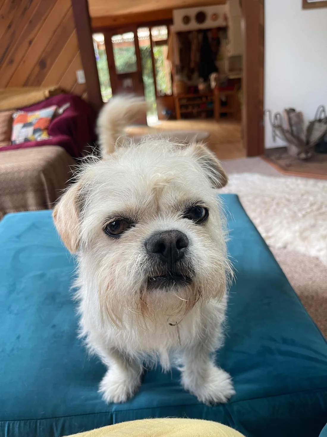 Reunited Dog