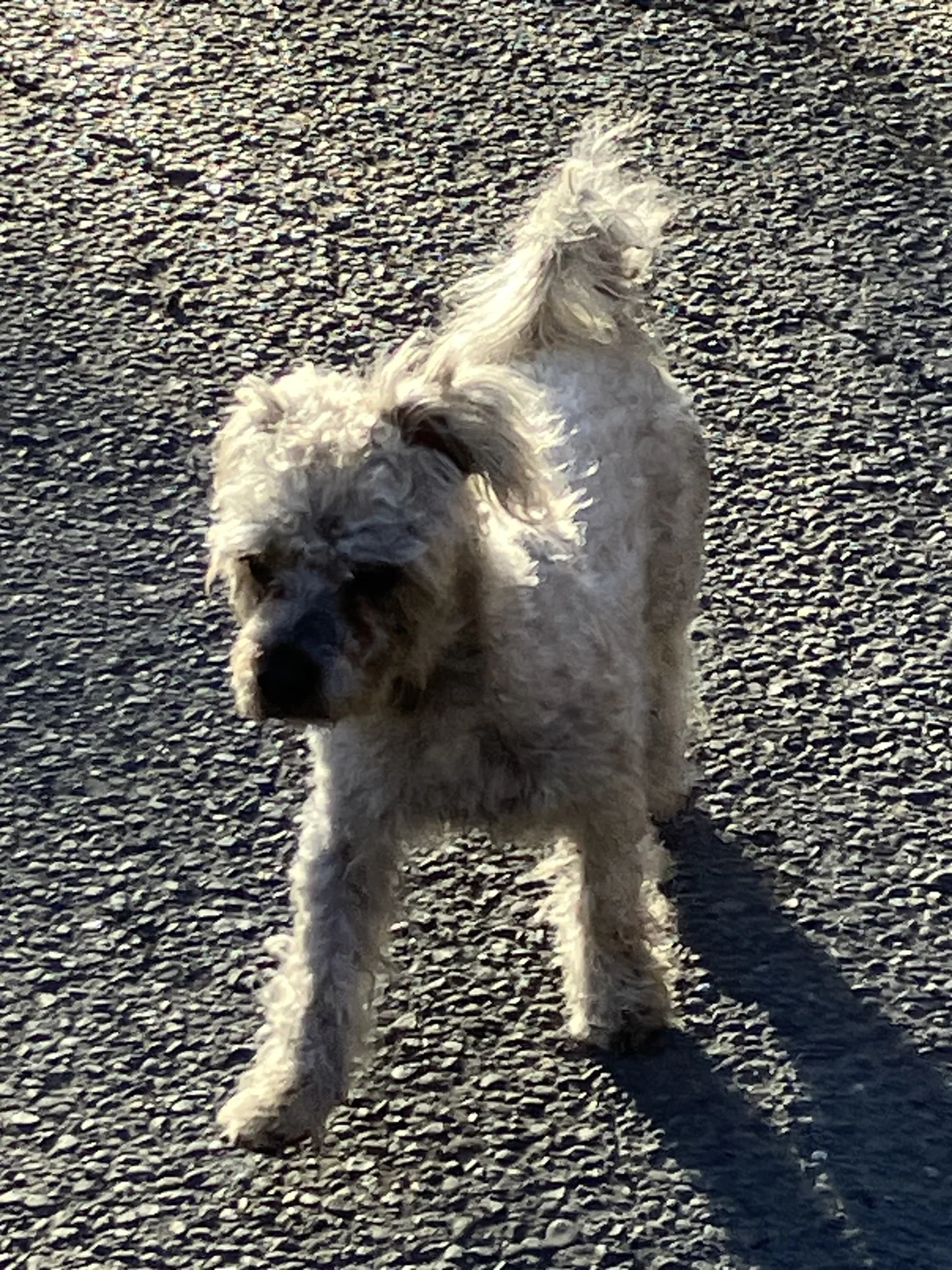 Found Dog