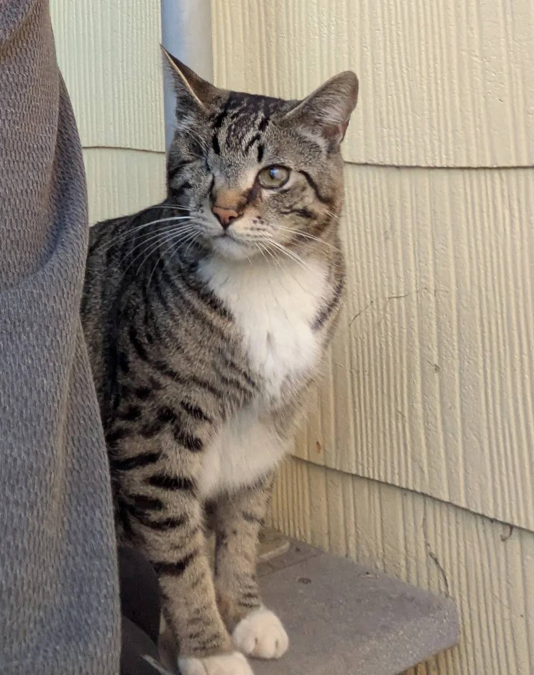 Reunited Cat