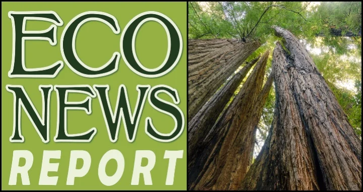 Image for THE ECONEWS REPORT: Save the Redwoods League in the 21st Century