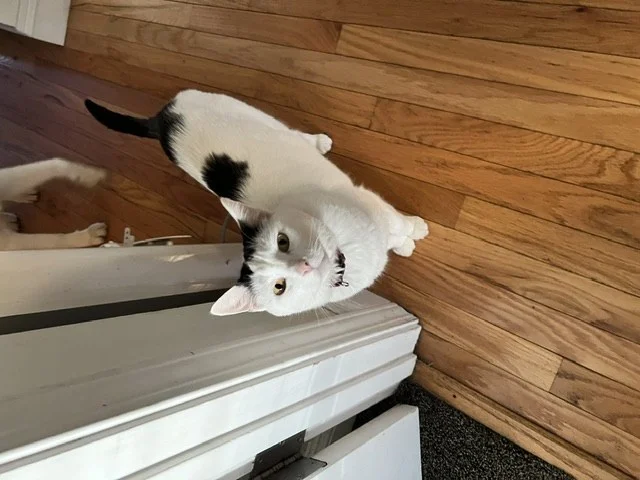 Lost Cat