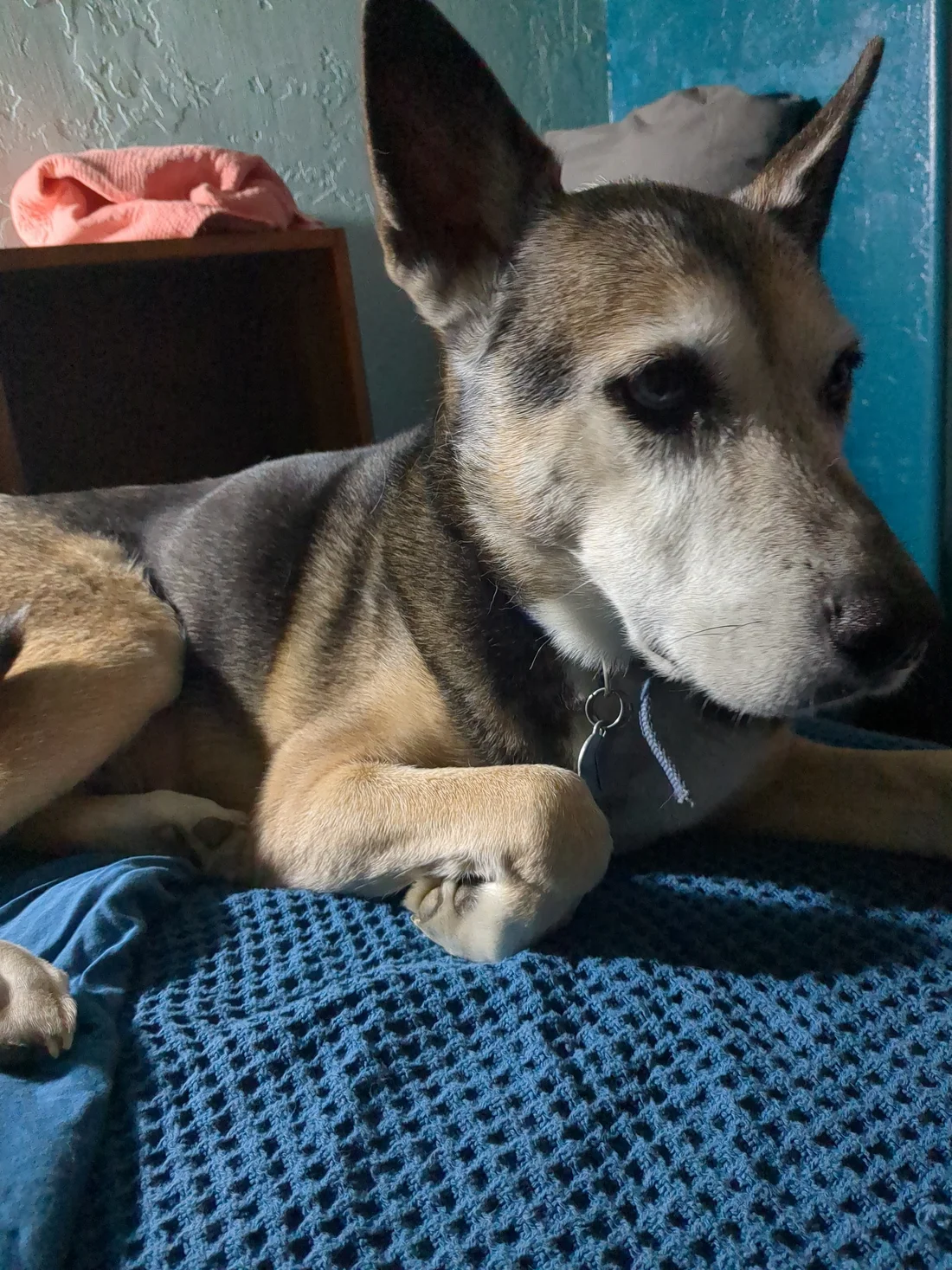 Lost Dog