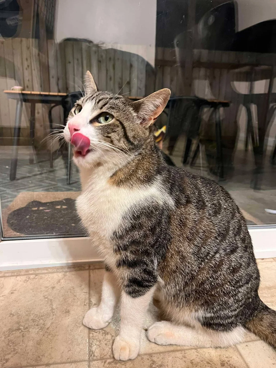 Lost Cat