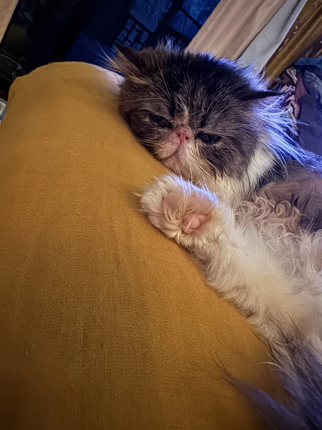 Lost Cat