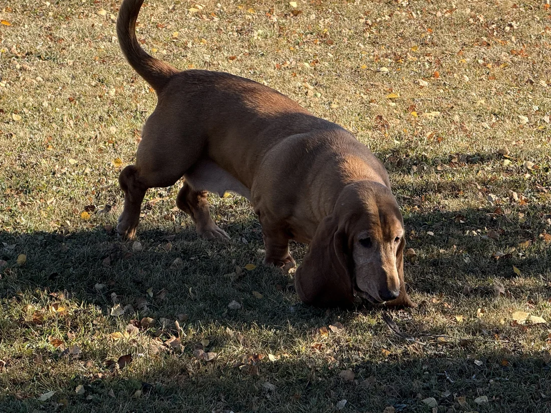 Found Dog