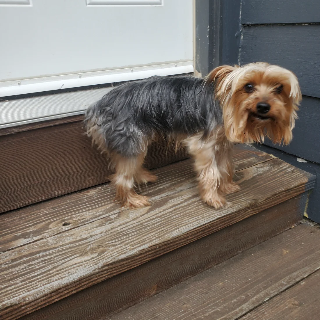Reunited Dog