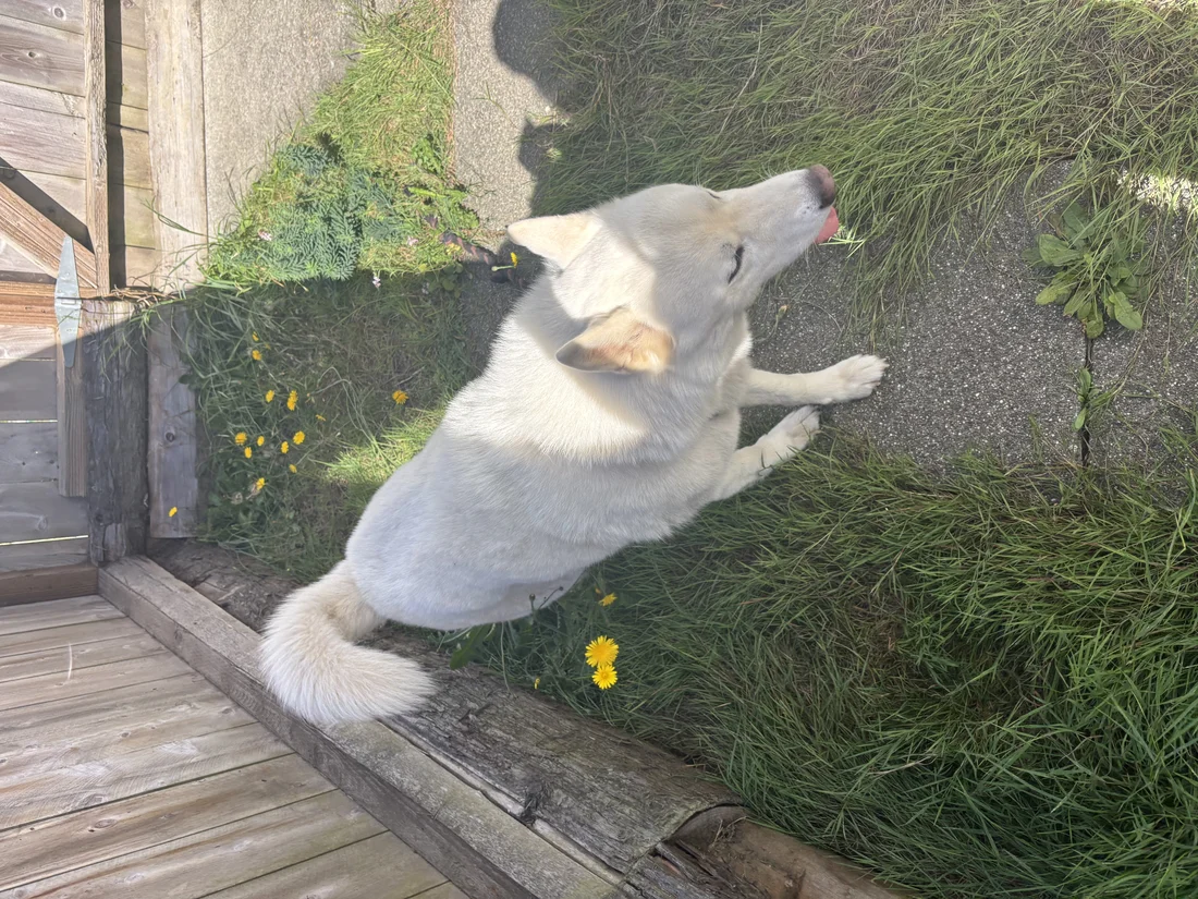 Found Dog