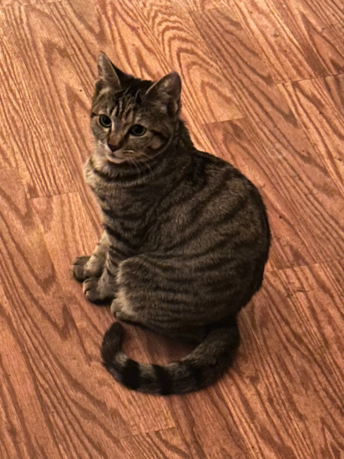 Lost Cat