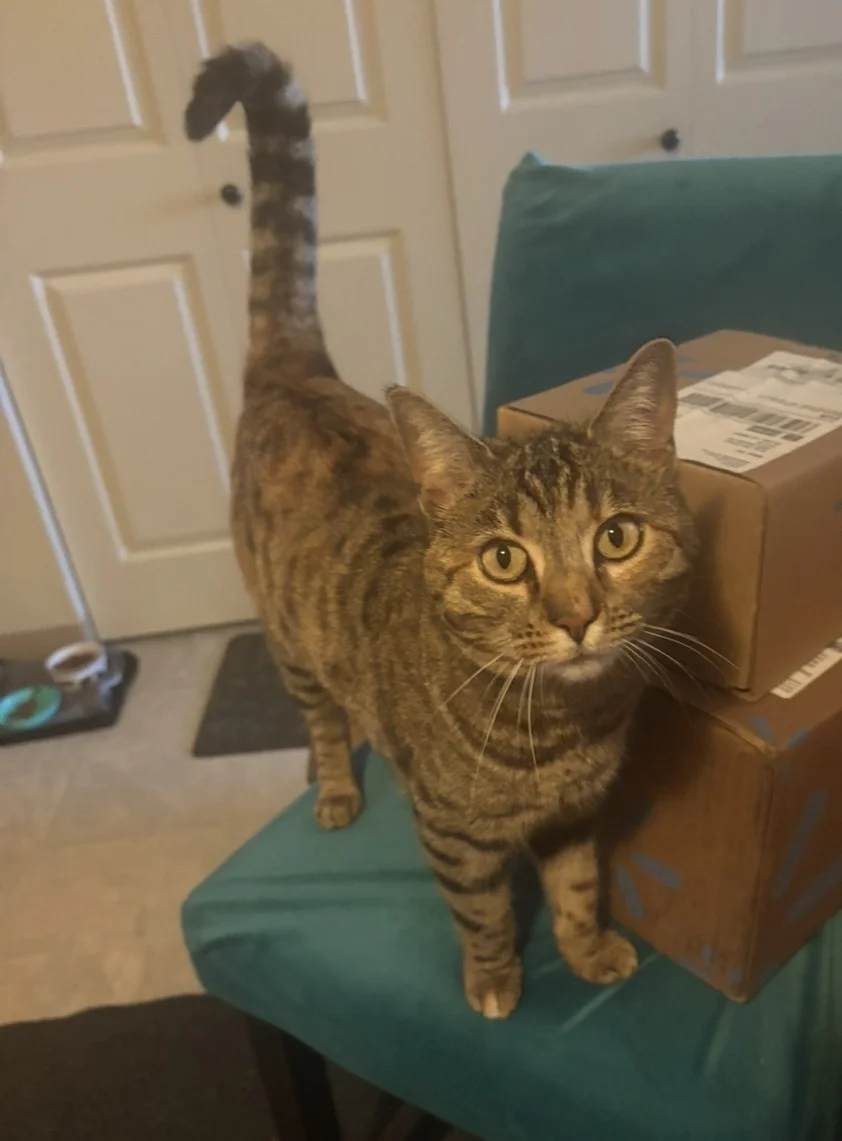 Lost Cat