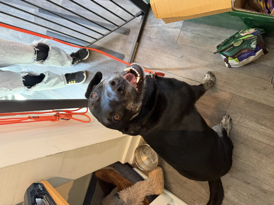 Reunited Dog