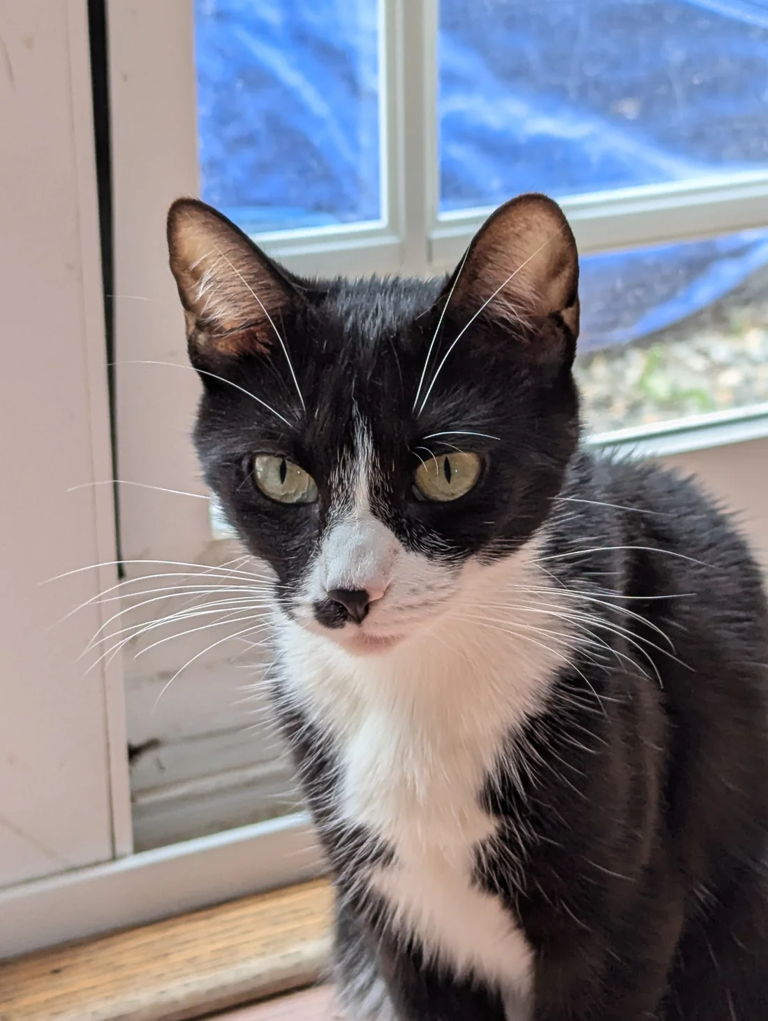 Lost Cat