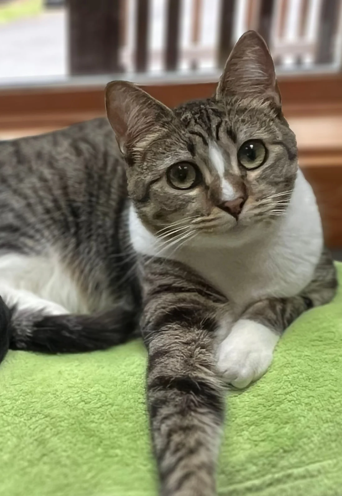 Lost Cat