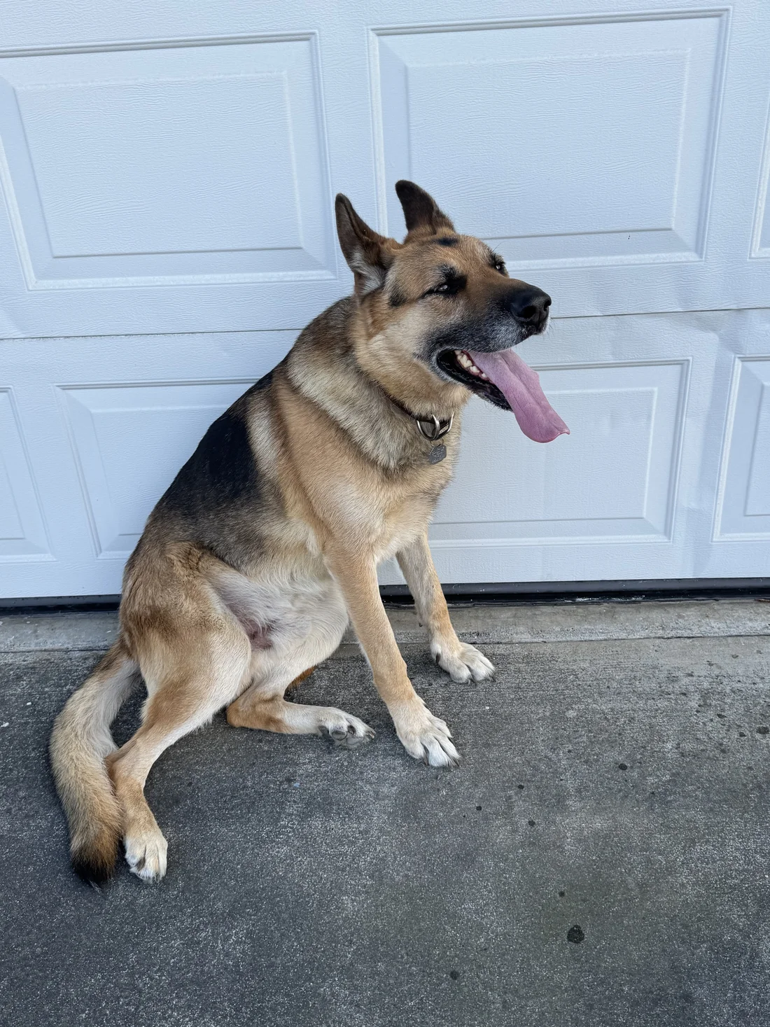 Reunited Dog