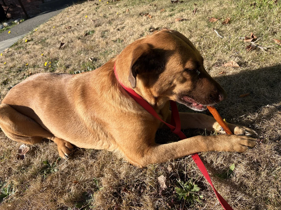 Found Dog