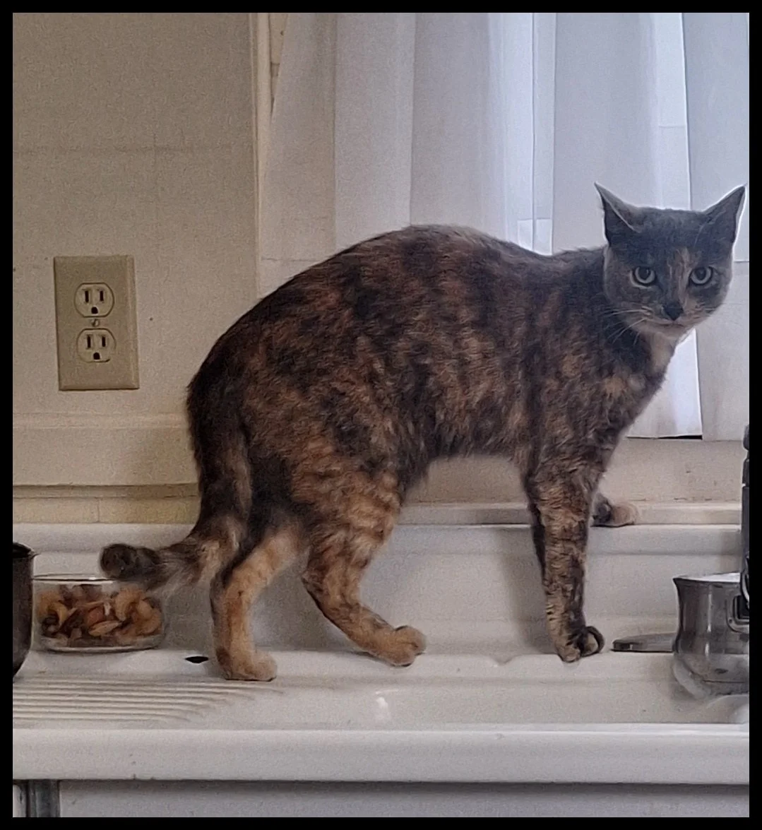 Lost Cat