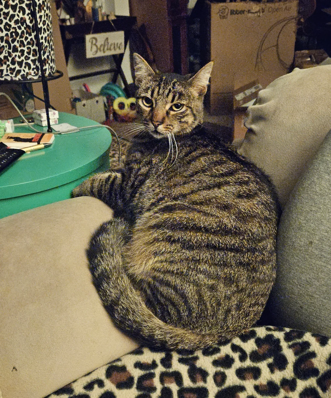 Lost Cat