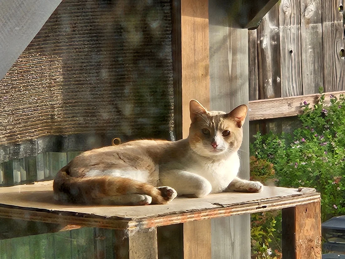 Found Cat
