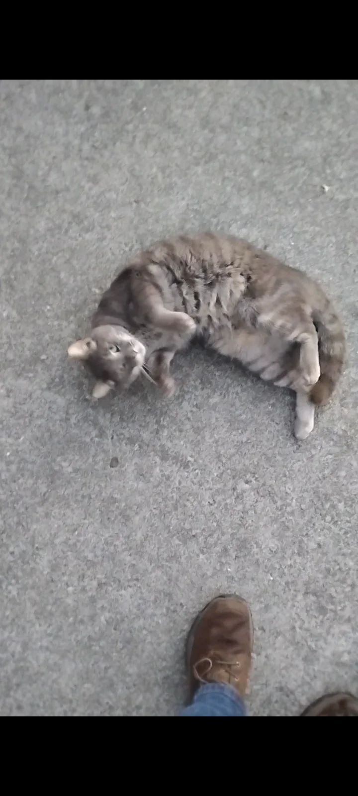 Found Cat