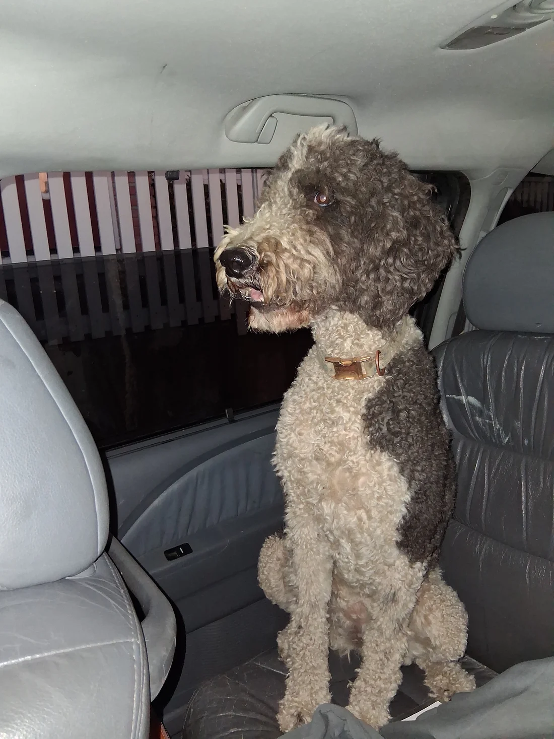 Reunited Dog