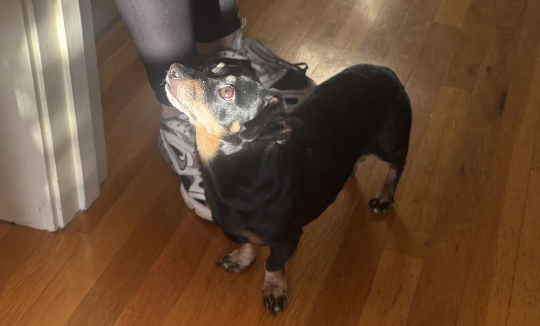 Reunited Dog