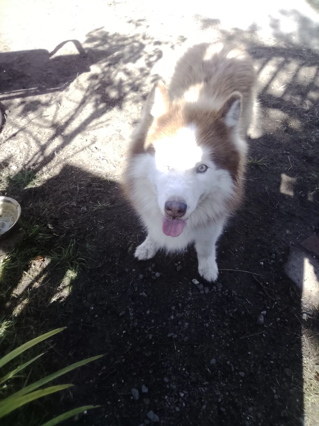 Found Dog