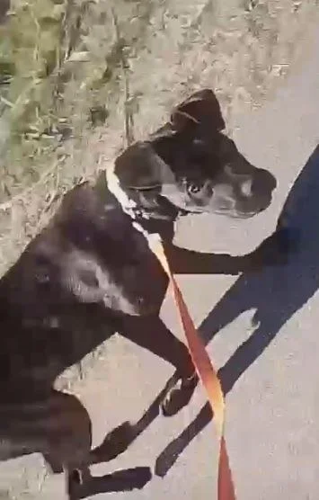 Lost Dog