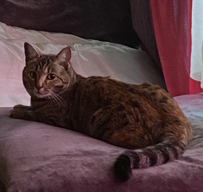 Lost Cat