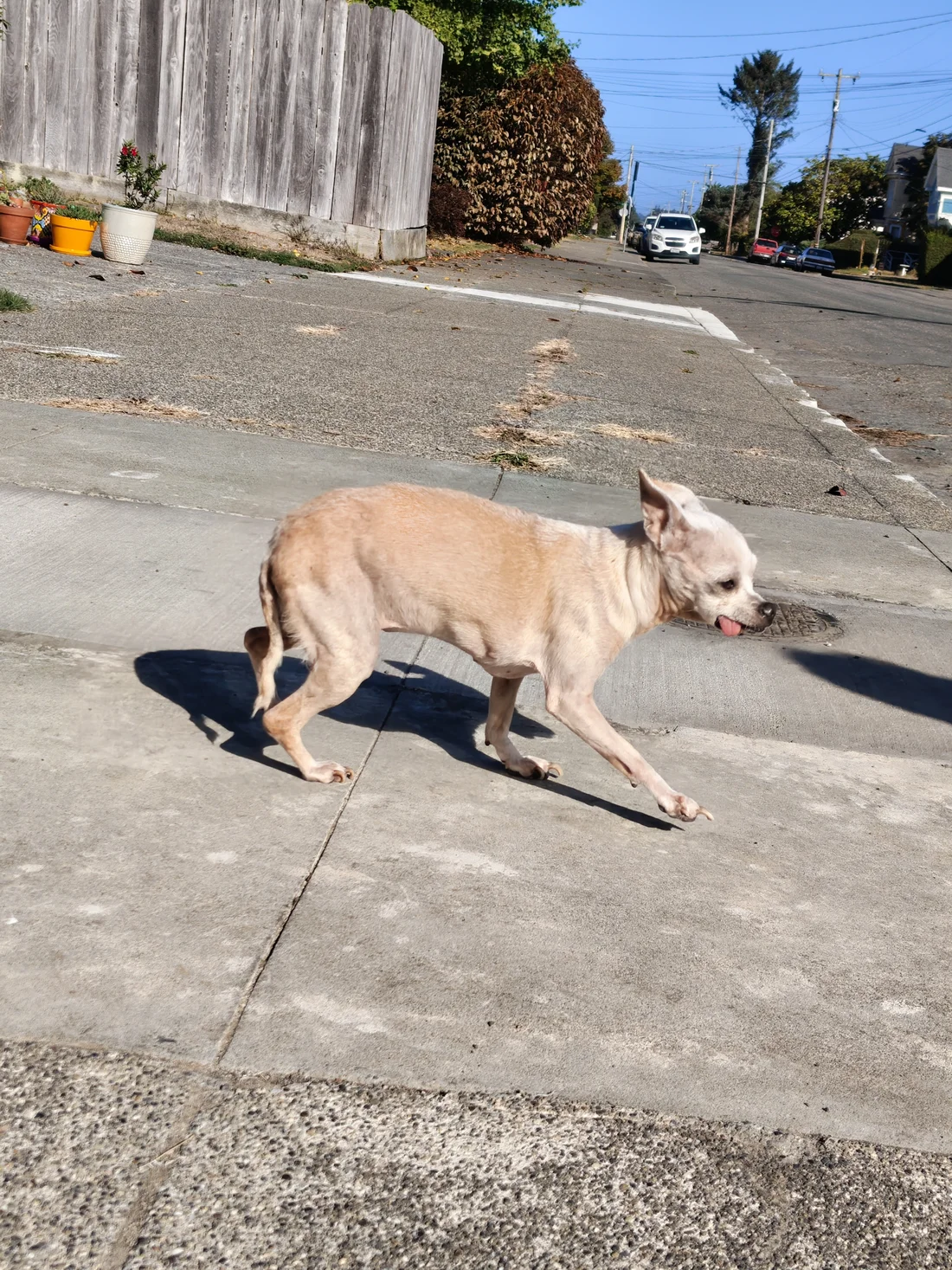 Found Dog