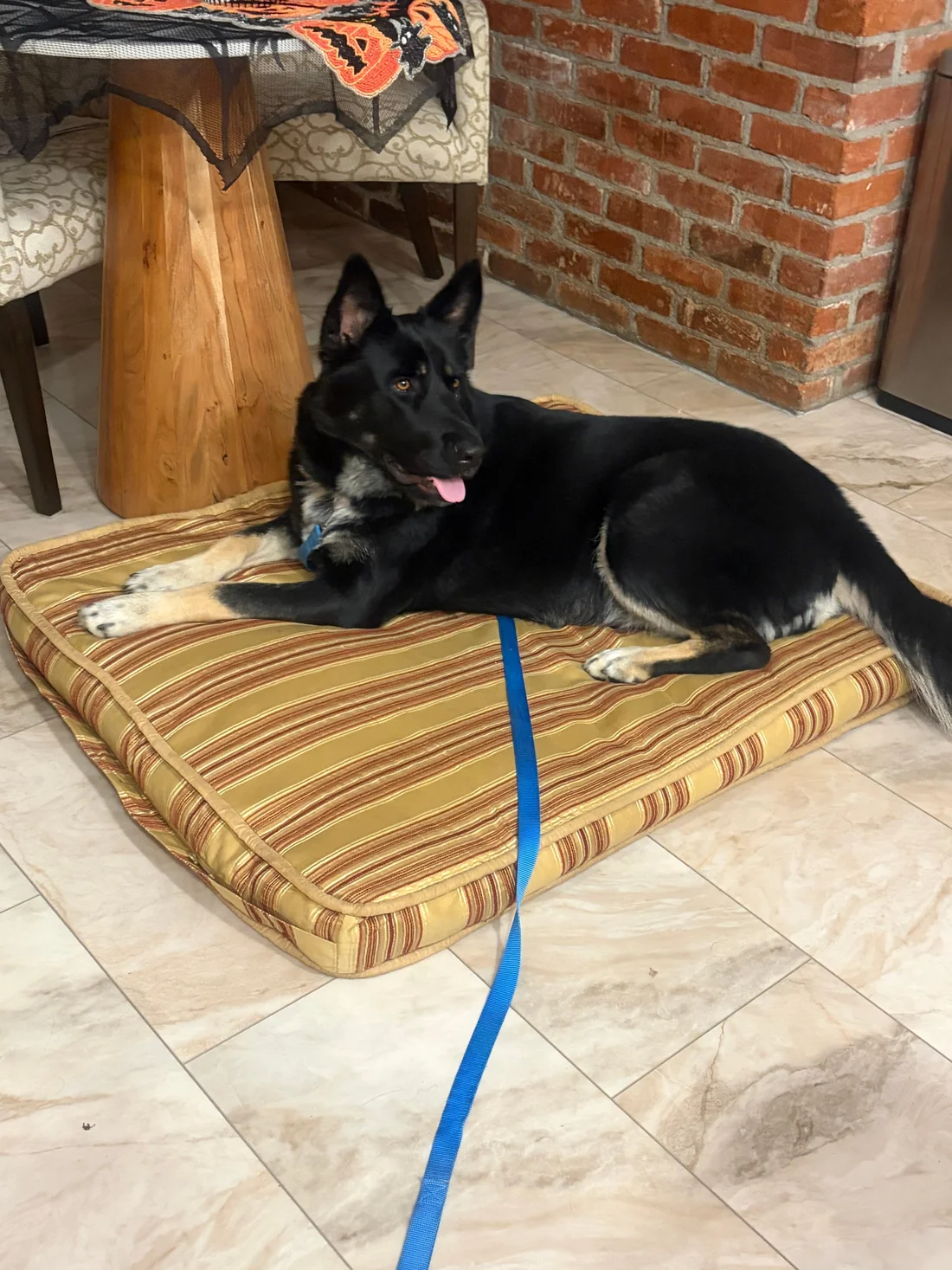 Found Dog