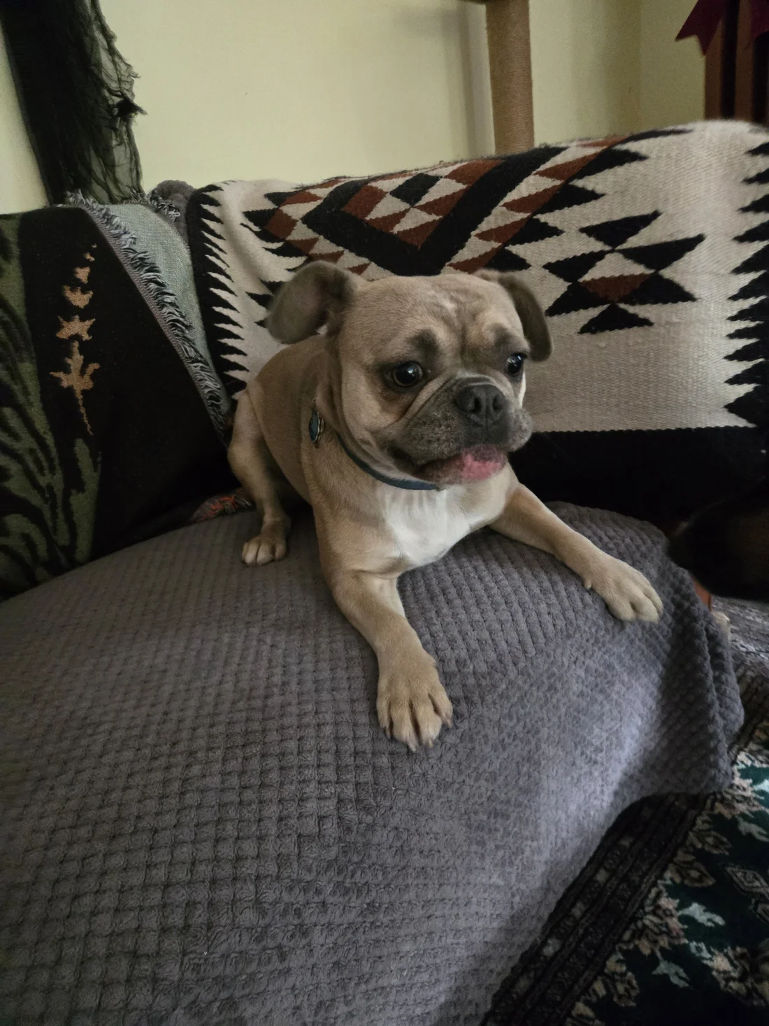 Found Dog
