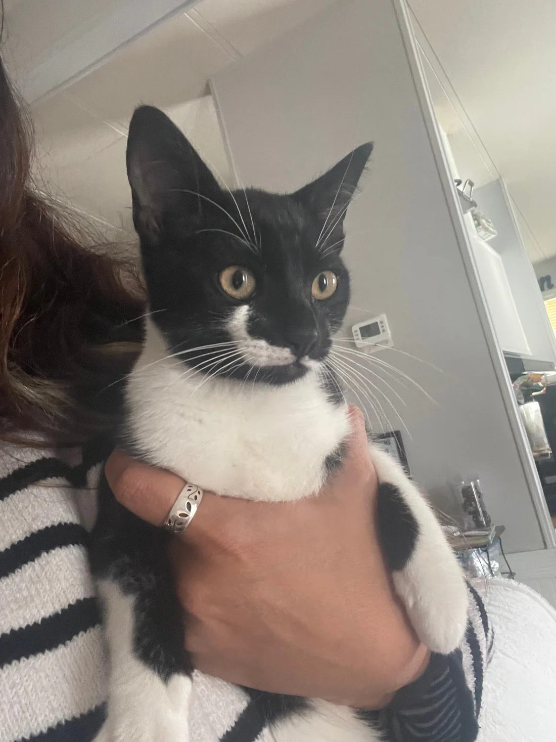 Found Cat