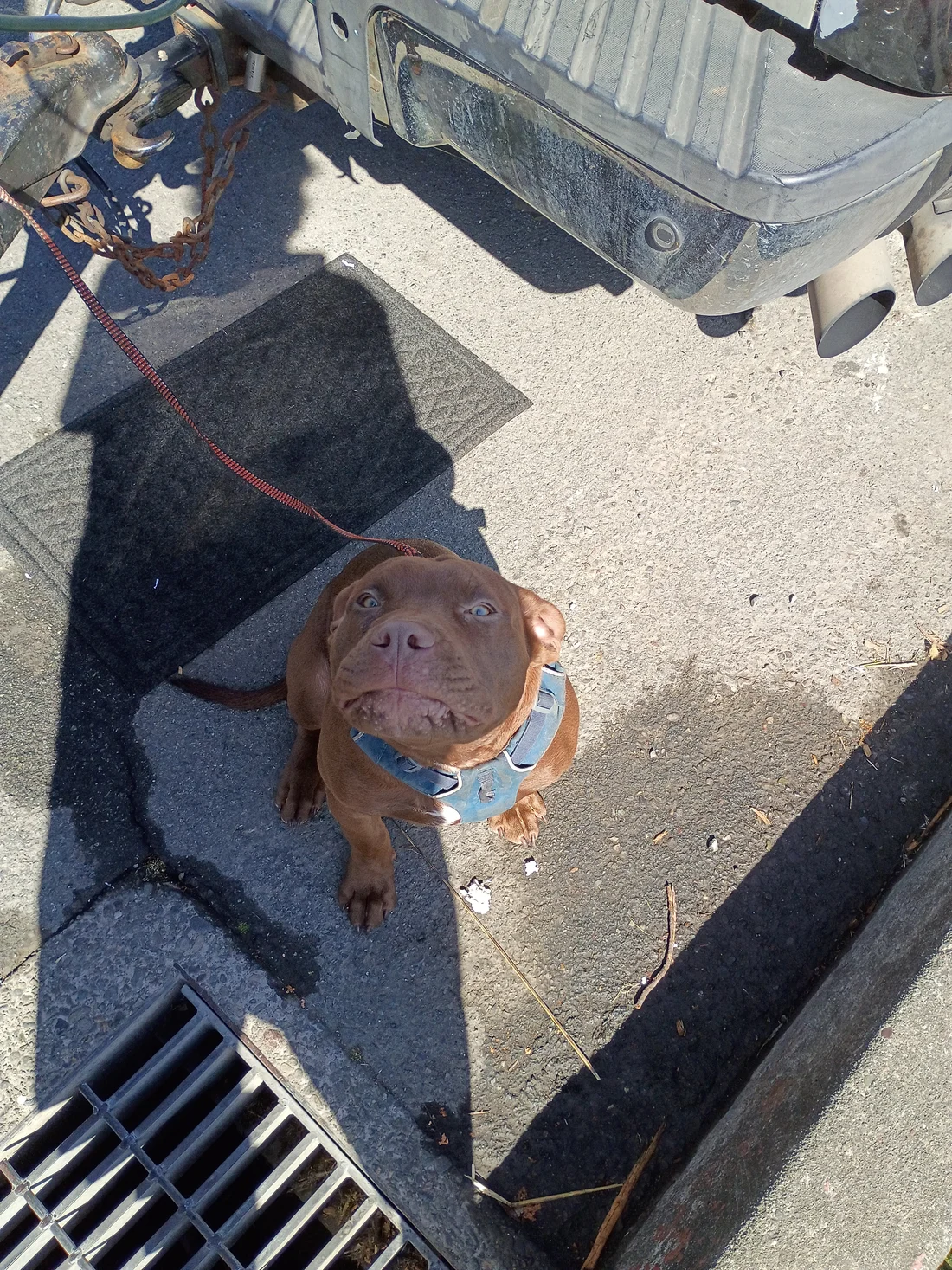 Found Dog