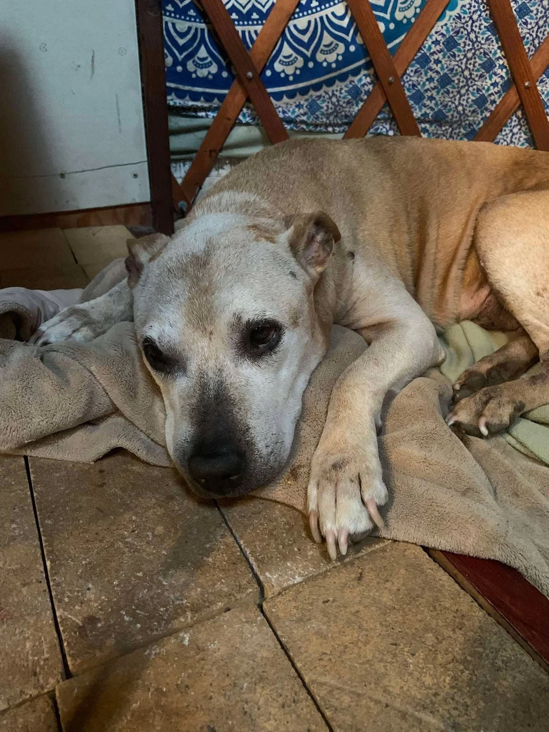 Lost Dog