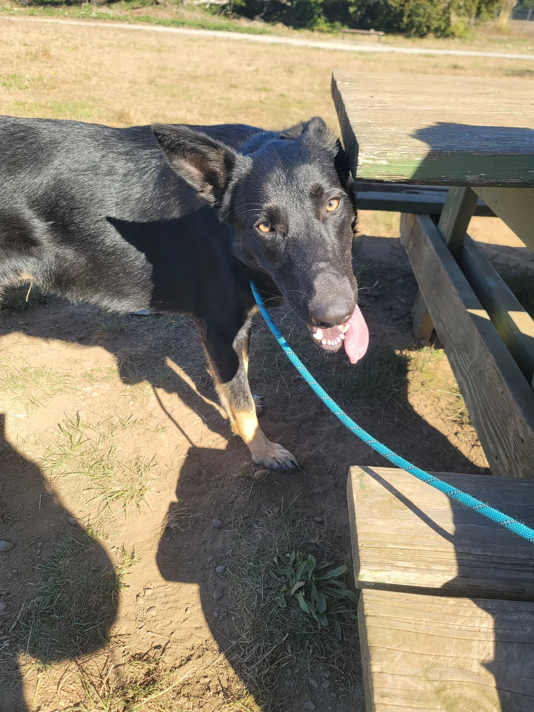 Found Dog